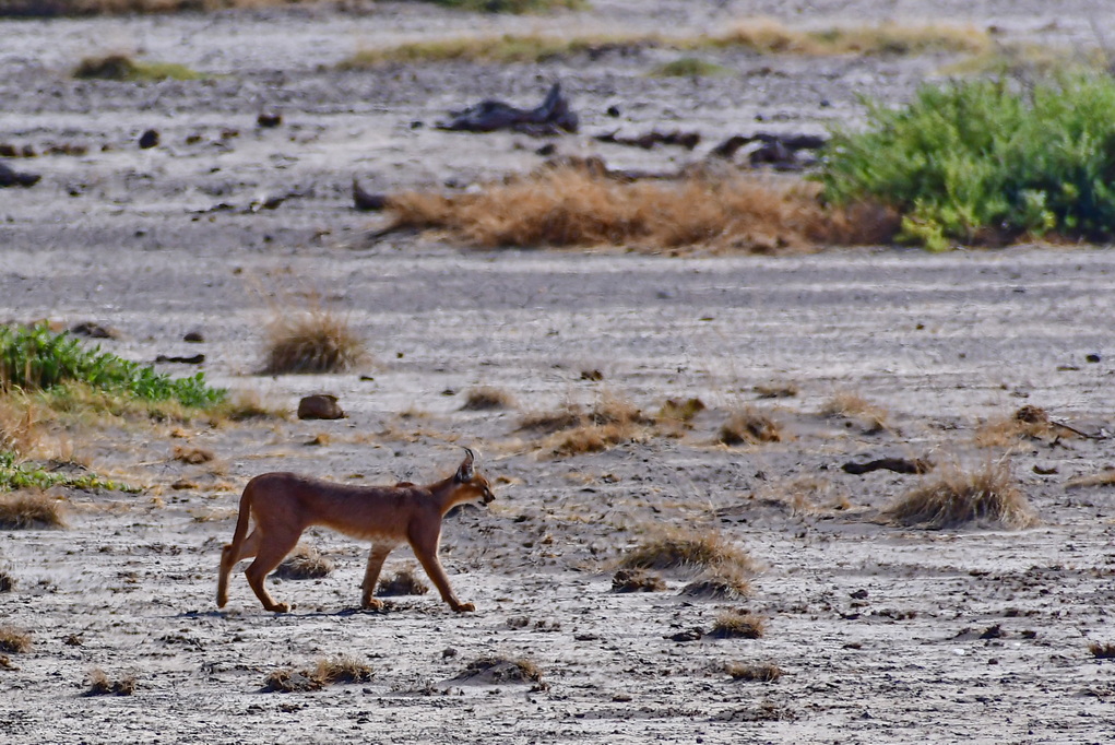 Caracal l(Amboseli NP)